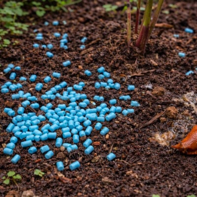 Sneglemiddel | Mod snegle 1 kg / 200 kvm | Pestis Protect® Have