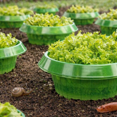 Sneglebarriere | Beskyt grøntsager 5-pak Miljø